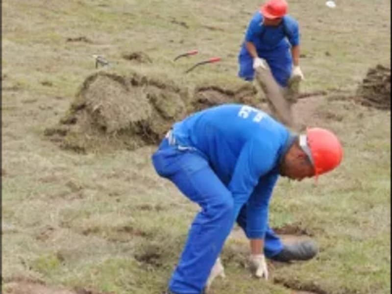 Grama em placa assentada em área tratada